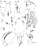 Espce Triconia conifera - Planche 10 de figures morphologiques