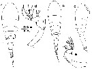 Espce Triconia conifera - Planche 11 de figures morphologiques