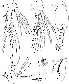 Espce Conaea rapax - Planche 3 de figures morphologiques