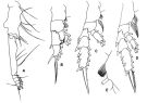 Espce Gaetanus pileatus - Planche 3 de figures morphologiques
