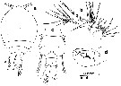 Espce Pachos punctatum - Planche 4 de figures morphologiques