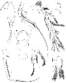 Espce Hyalopontius cinctus - Planche 1 de figures morphologiques