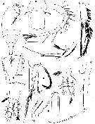 Espce Hyalopontius enormis - Planche 1 de figures morphologiques