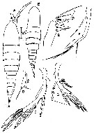 Espce Aegisthus mucronatus - Planche 3 de figures morphologiques