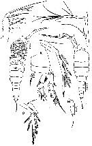 Espce Aegisthus aculeatus - Planche 1 de figures morphologiques