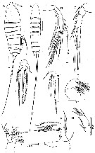 Espce Microsetella norvegica - Planche 4 de figures morphologiques