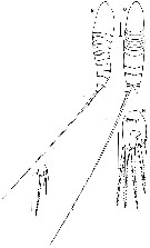 Espce Microsetella rosea - Planche 2 de figures morphologiques