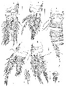 Espce Bathyidia remota - Planche 3 de figures morphologiques