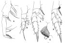 Espce Gaetanus antarcticus - Planche 2 de figures morphologiques