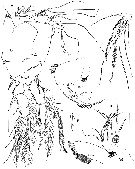 Espce Volkmannia forficula - Planche 2 de figures morphologiques