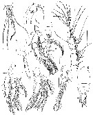 Espce Volkmannia forficula - Planche 3 de figures morphologiques
