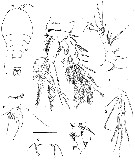 Species Volkmannia attenuata - Plate 1 of morphological figures