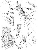 Espce Neotisbella gigas - Planche 1 de figures morphologiques