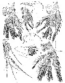 Espce Neotisbella gigas - Planche 2 de figures morphologiques