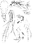 Espce Neotisbella gigas - Planche 3 de figures morphologiques