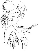 Espce Miracia efferata - Planche 1 de figures morphologiques