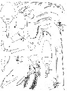 Espce Pontoeciella abyssicola - Planche 7 de figures morphologiques