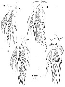 Espce Paralubbockia longipedia - Planche 2 de figures morphologiques