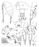 Espce Euchirella rostrata - Planche 2 de figures morphologiques