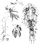Espce Pachos tuberosum - Planche 2 de figures morphologiques