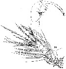 Espce Pachos punctatum - Planche 8 de figures morphologiques
