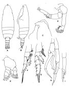 Espce Euchirella maxima - Planche 1 de figures morphologiques