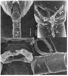 Espce Stephos canariensis - Planche 4 de figures morphologiques