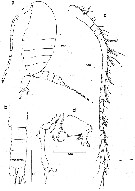 Espce Stephos canariensis - Planche 5 de figures morphologiques