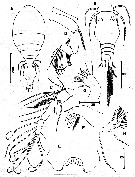 Espce Triconia rufa - Planche 5 de figures morphologiques