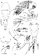 Espce Oncaea atlantica - Planche 3 de figures morphologiques