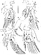 Espce Oncaea atlantica - Planche 4 de figures morphologiques