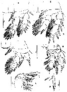 Espce Misophriopsis sinensis - Planche 2 de figures morphologiques