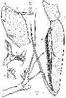 Species Paralubbockia longipedia - Plate 11 of morphological figures