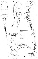 Espce Fosshagenia suarezi - Planche 1 de figures morphologiques