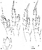 Espce Fosshagenia suarezi - Planche 3 de figures morphologiques