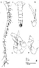 Espce Fosshagenia suarezi - Planche 4 de figures morphologiques