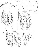 Species Benthomisophria palliata - Plate 3 of morphological figures