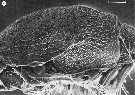 Espce Benthomisophria cornuta - Planche 8 de figures morphologiques