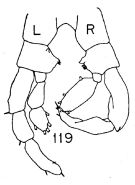 Espce Lucicutia magna - Planche 5 de figures morphologiques