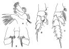 Espce Pseudochirella spectabilis - Planche 2 de figures morphologiques
