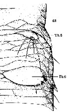 Espce Benthomisophria palliata - Planche 5 de figures morphologiques