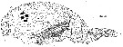 Espce Benthomisophria cornuta - Planche 6 de figures morphologiques