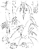 Espce Monstrilla wandelii - Planche 1 de figures morphologiques