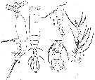 Espce Monstrilla wandelii - Planche 2 de figures morphologiques