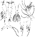 Espce Monstrilla helgolandica - Planche 6 de figures morphologiques