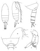 Espce Pseudochirella spectabilis - Planche 3 de figures morphologiques