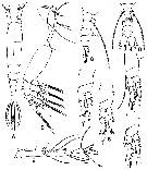 Espce Monstrilla spinosa - Planche 4 de figures morphologiques