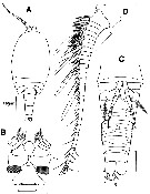 Espce Archimisophria discoveryi - Planche 1 de figures morphologiques