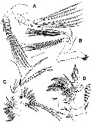 Espce Archimisophria discoveryi - Planche 2 de figures morphologiques