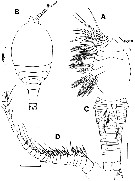 Espce Archimisophria discoveryi - Planche 3 de figures morphologiques